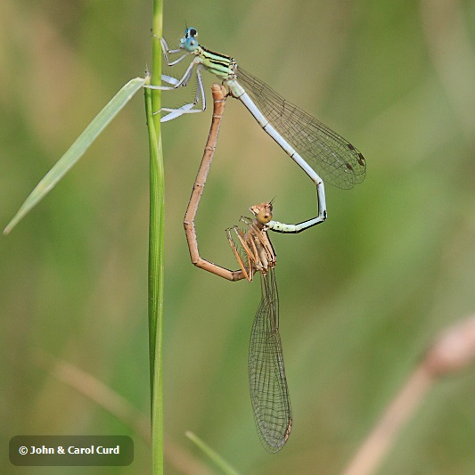 IMG_1816 Platycnemis latipes in cop.JPG